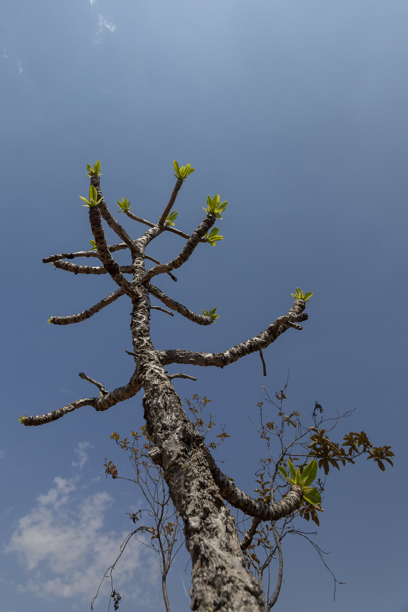 Imagem Expedição Chap Guim - ESEC Serra das Araras--34 da expedição de expedicoes/araras_25